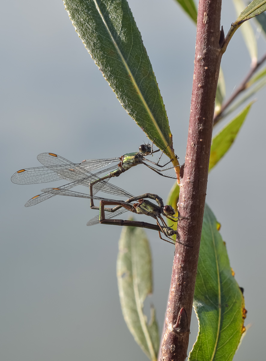 DSC_3269-1.jpg