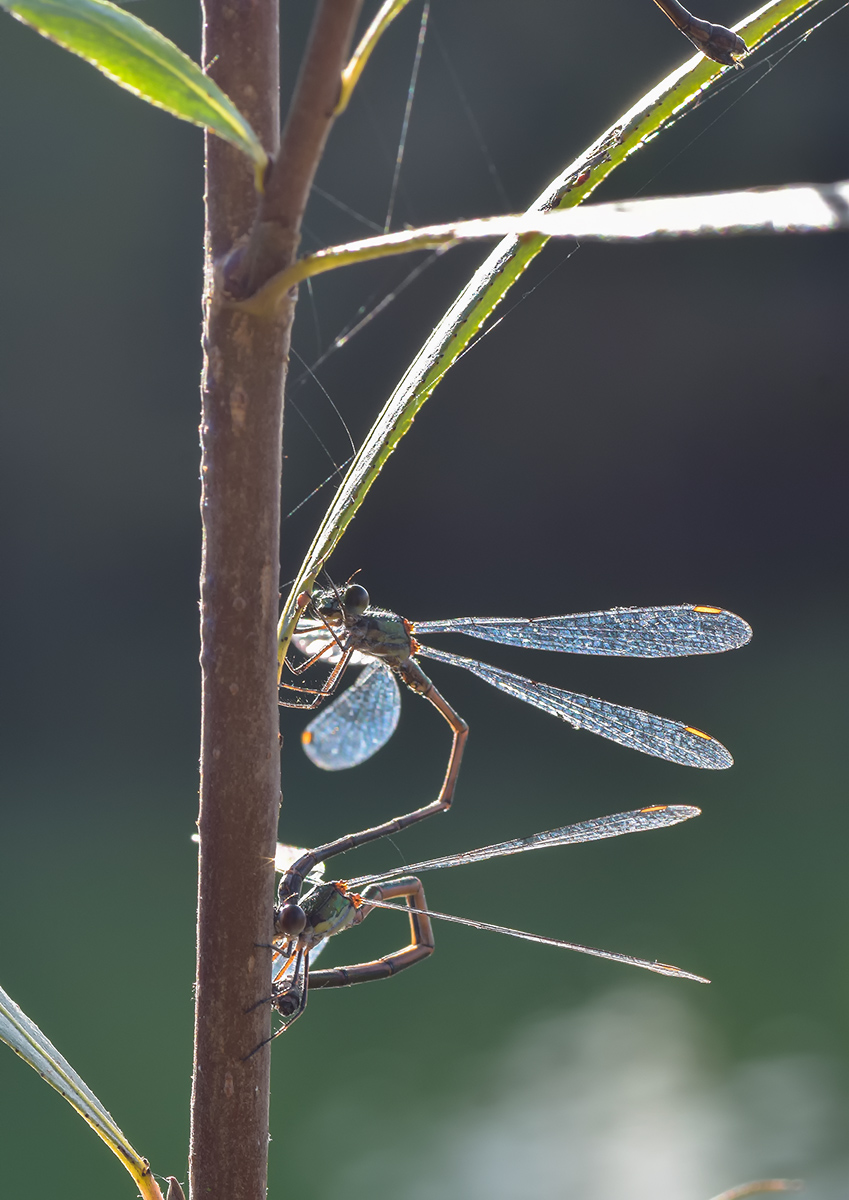DSC_3275-2.jpg