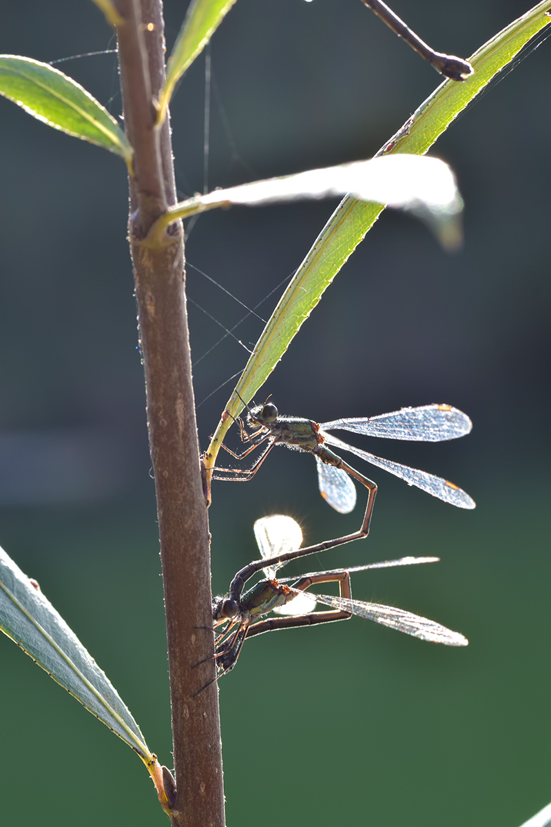 DSC_3277-2.jpg