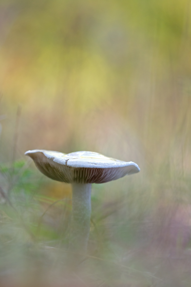 _MG_9276-Bearbeitet_!.jpg
