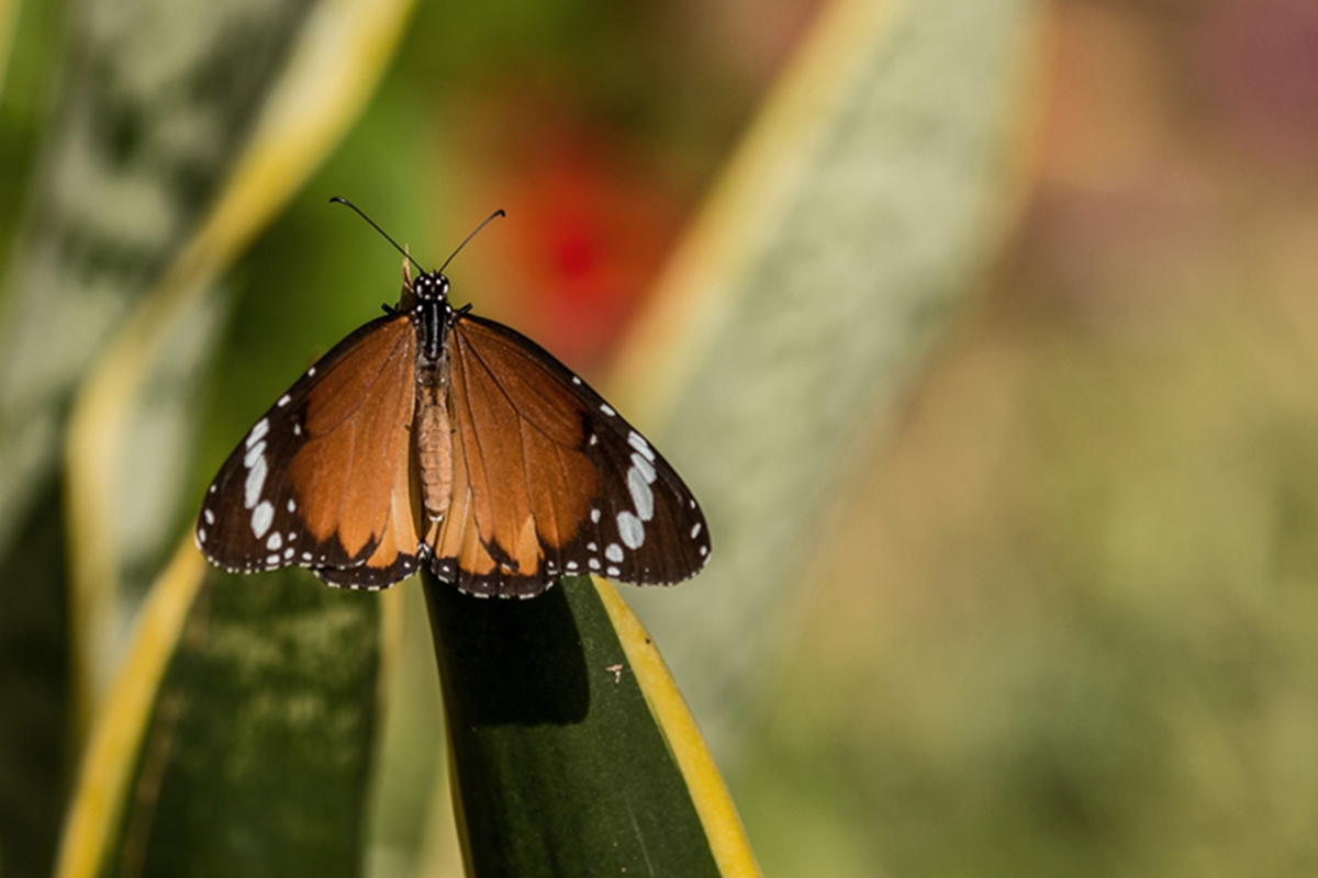 Monarchfalter 20141013-.jpg