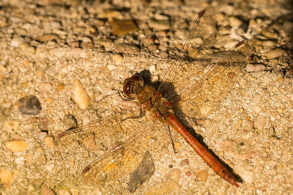 comp_DSC082641.jpg