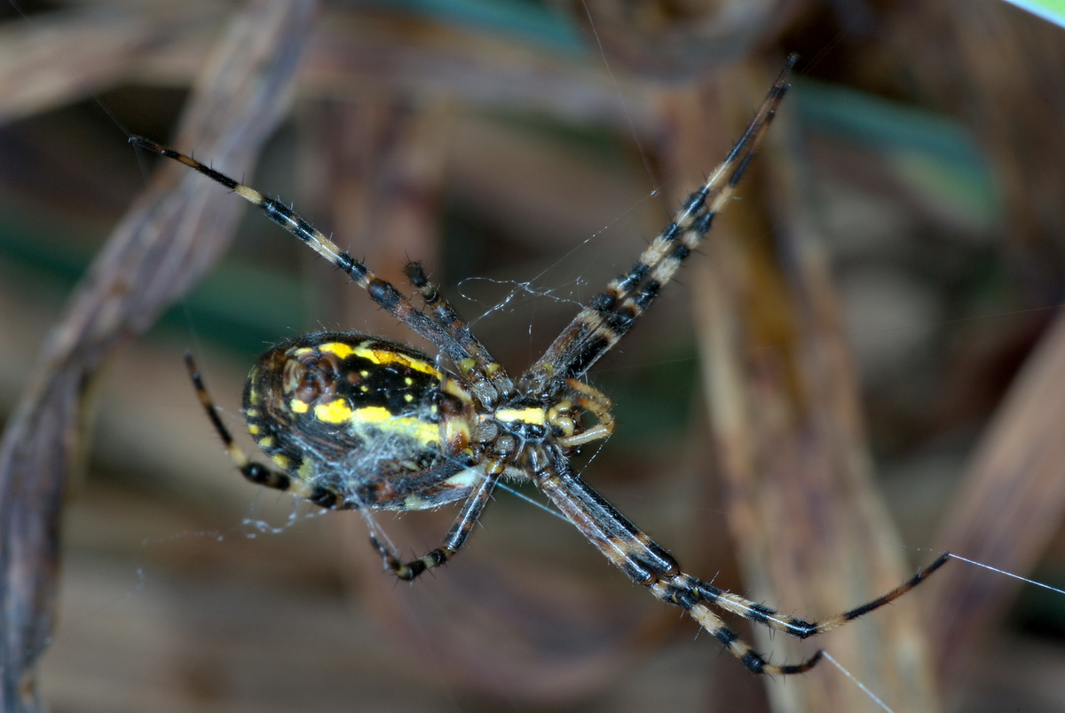 2014_10_26_Wespenspinne_4.jpg