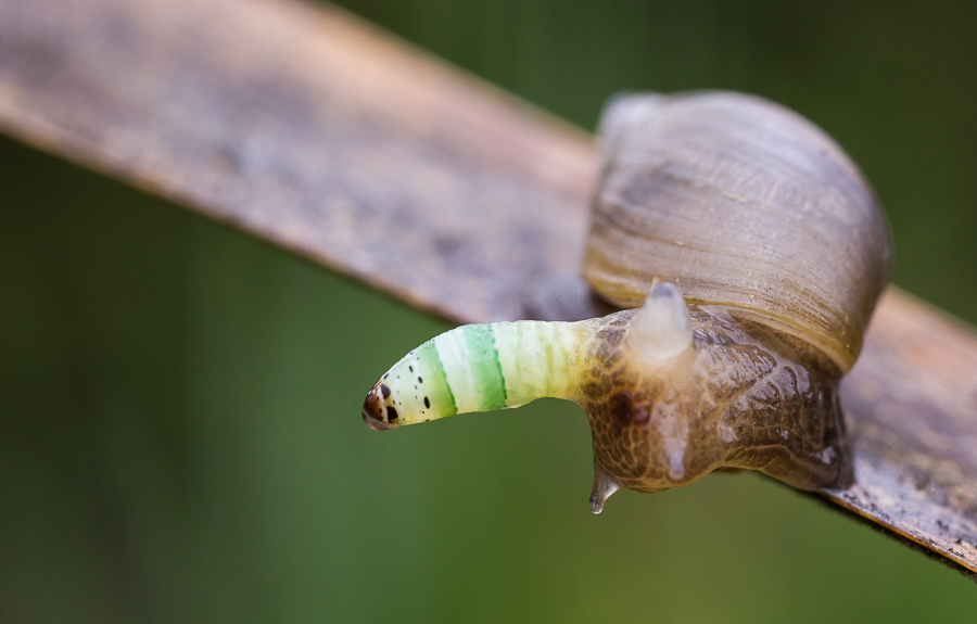 Schnecke 2 (1 von 1).jpg