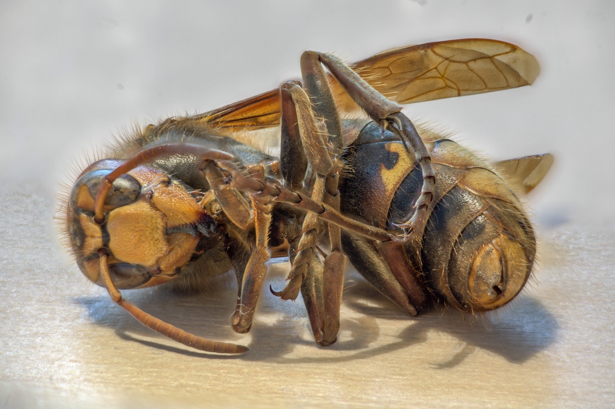 comp_2014-11-01_16-37-30 M=B R=8 S=4-1.jpg