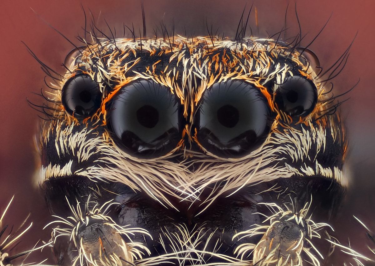 Spinne-Augen-404-st-0,004mm.jpg