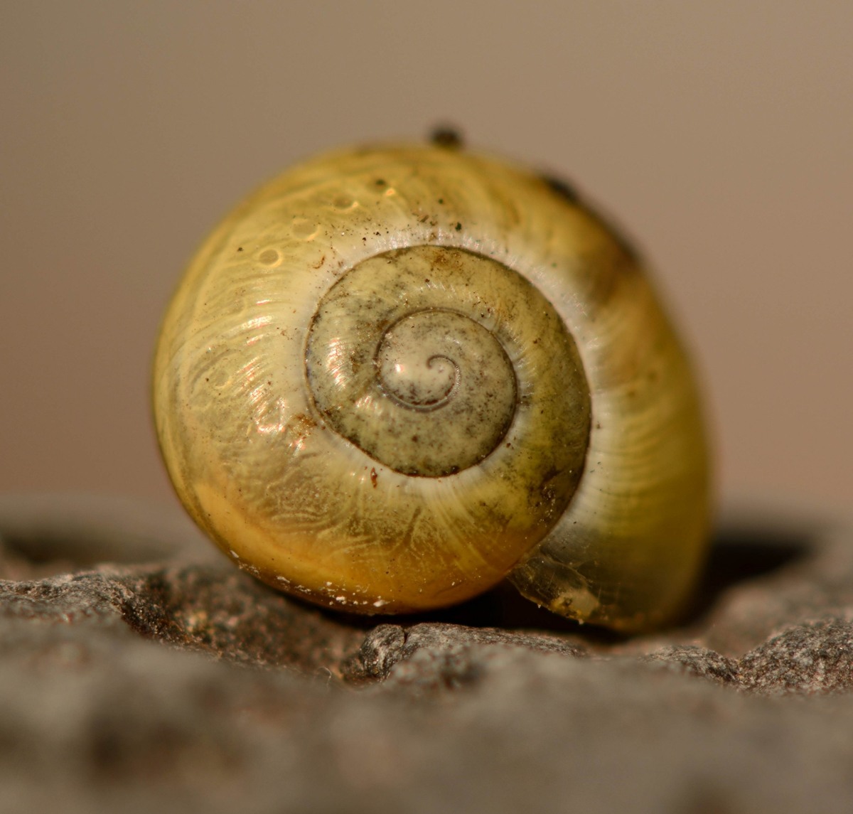 Schnecke1.jpg
