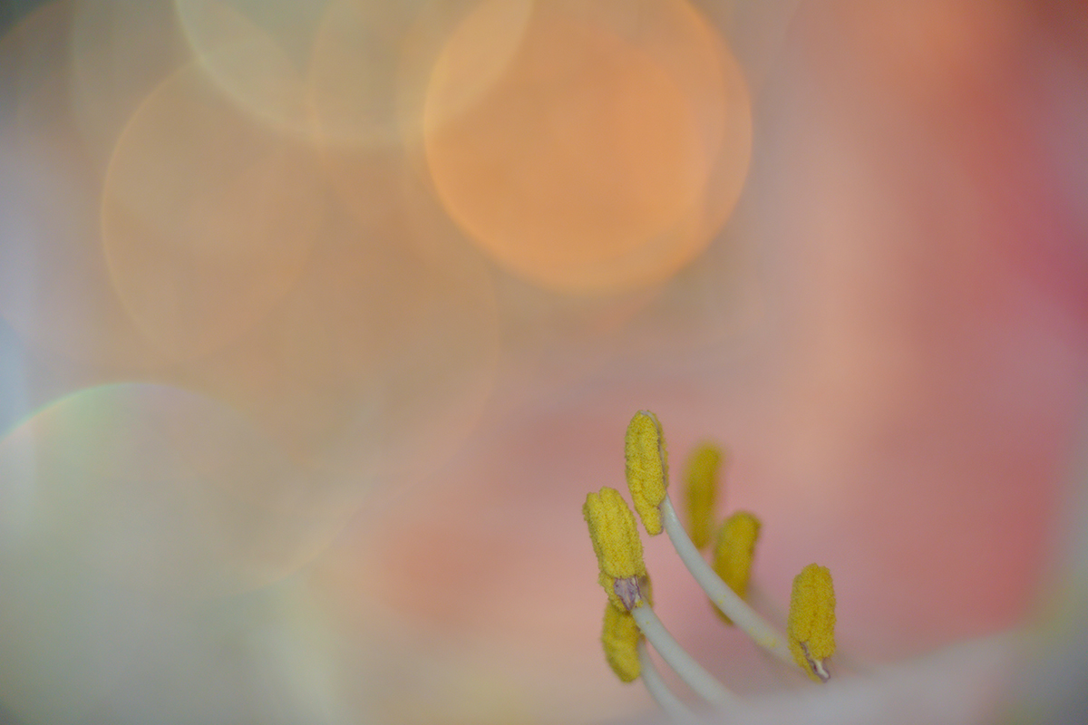 Amaryllis-1200-px.jpg