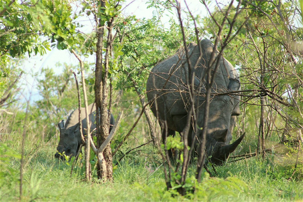 white rhino02 makro.jpg