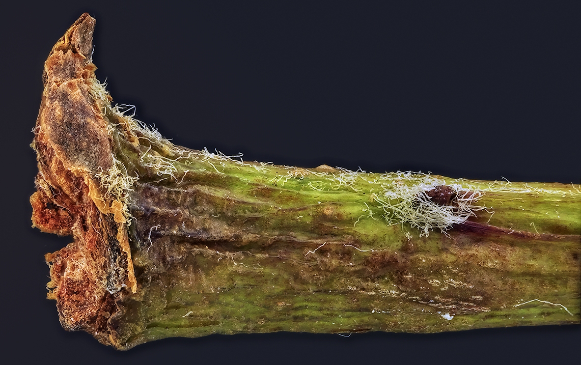 2014-11-24-18.18.03 ZS retouched.jpg