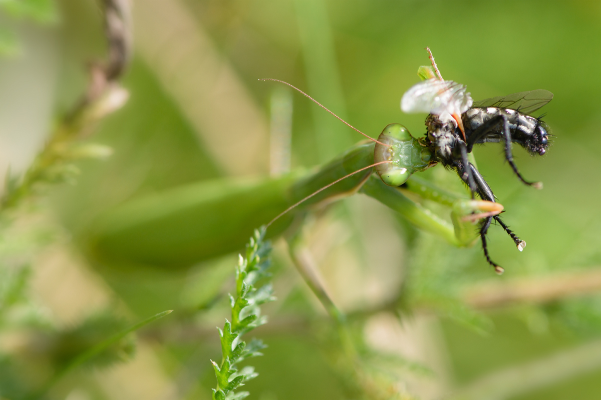 Mir-20140905-5804.jpg