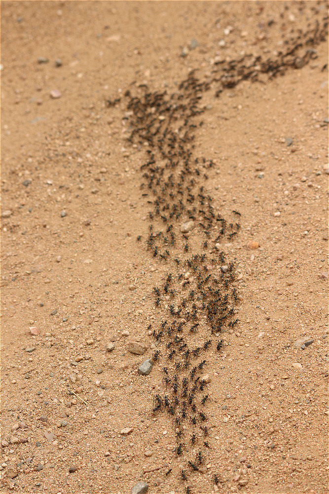 matabele ants 02 makro.jpg