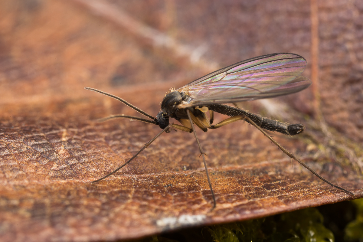 Fliege 2 (1 von 1).jpg