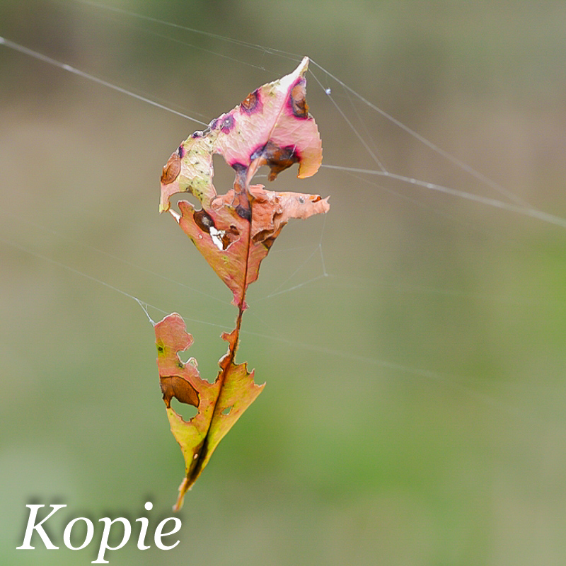 blatt_3_181.jpg