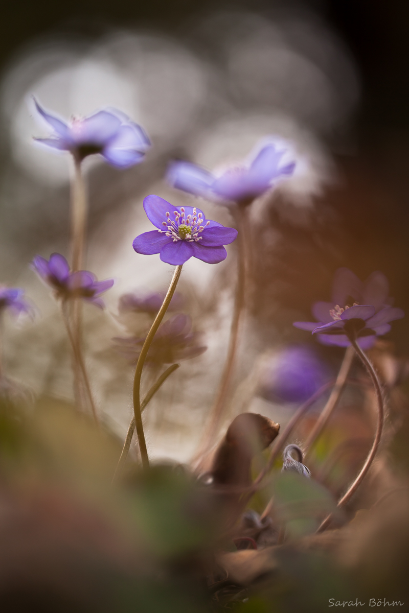 LeberblümchenMF (1 von 1).jpg