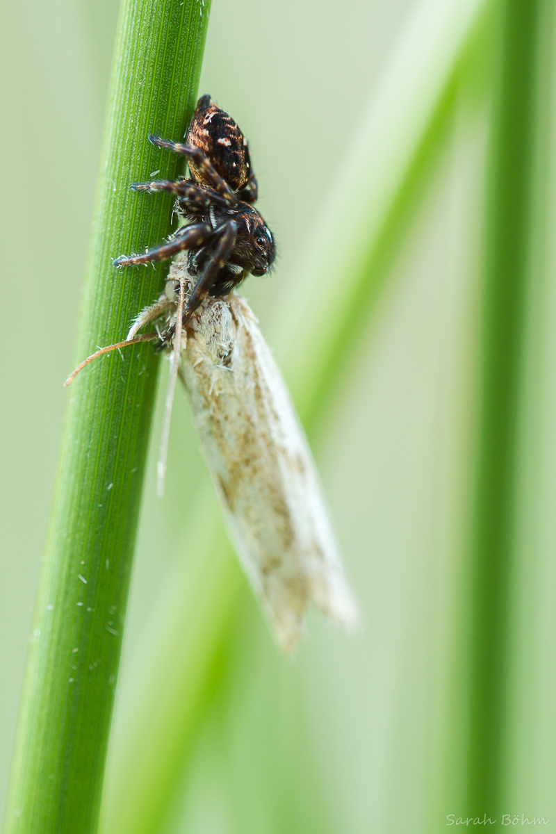 SpringspinneMF (1 von 1).jpg