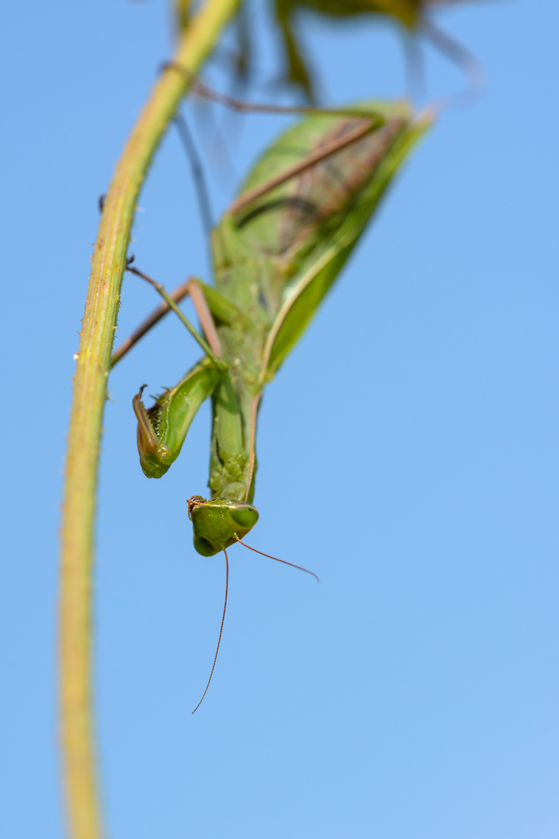 Mir-20140905-5564.jpg