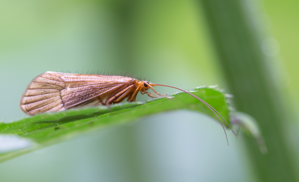 IMG_2945_Koecherfliege_.jpg