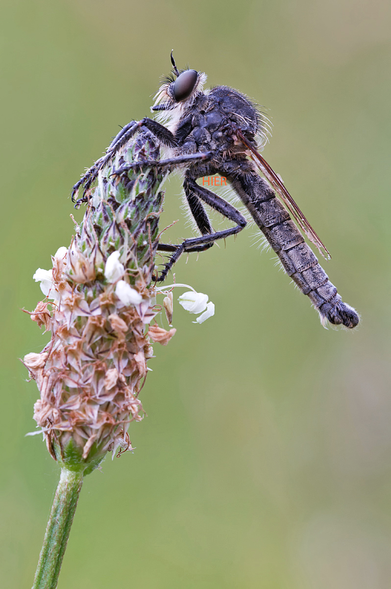 raubfliege_1_231.jpg