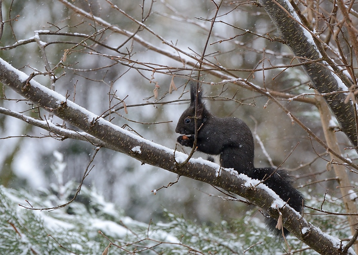 Eichhörnchen im Schnee.jpg