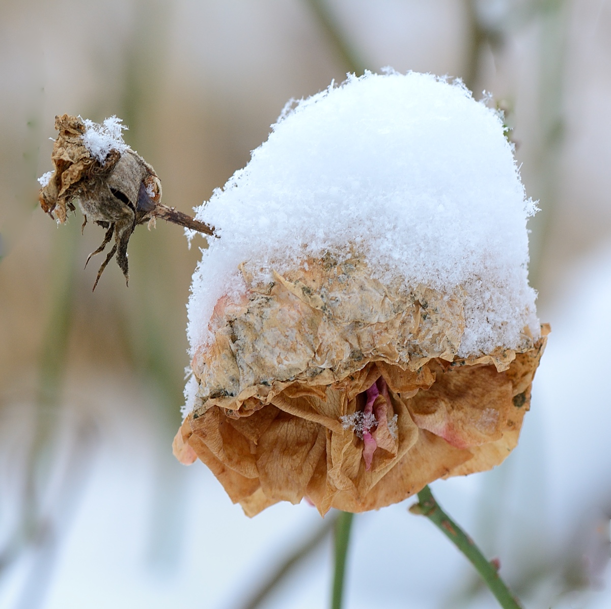 Rose mit Schnee1.jpg