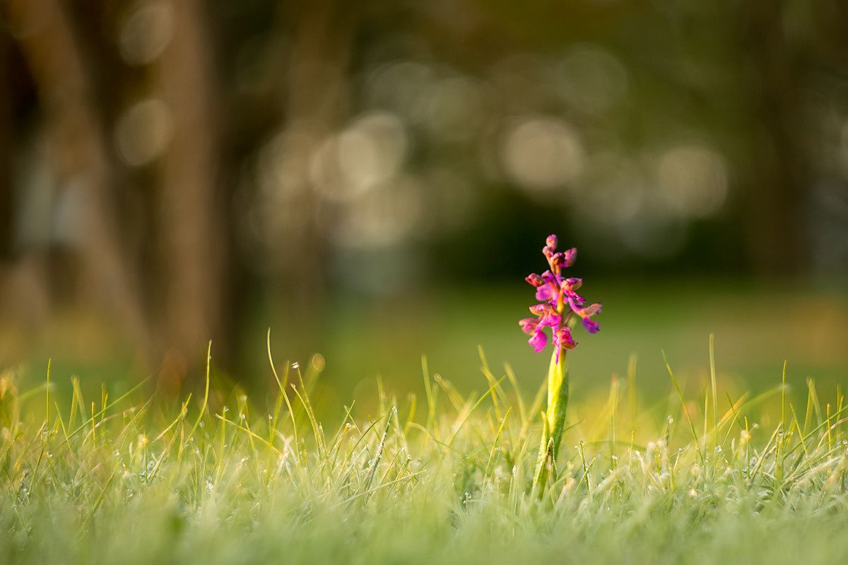 Frühling-9_filtered.jpg
