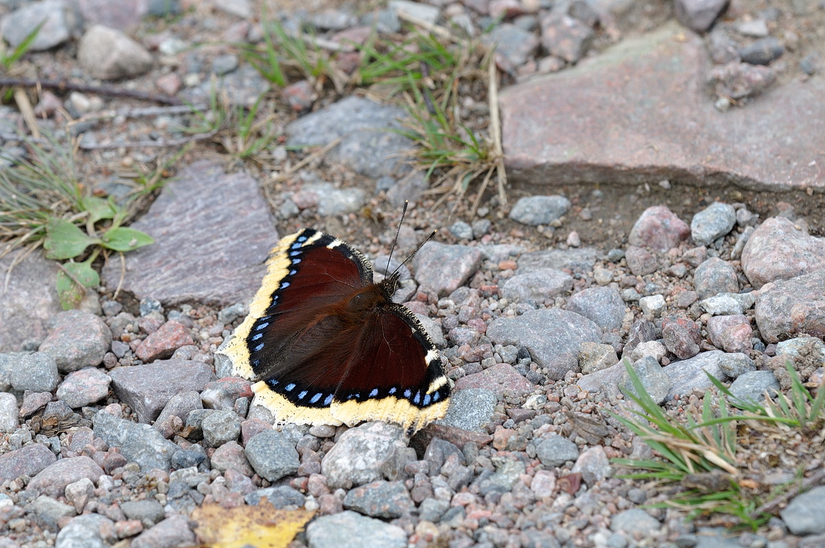 07257p_antiopa_Nymphalis_Trauermantel_2014_08_10_RL3.jpg