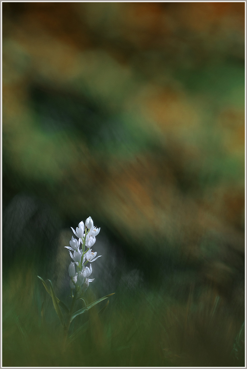 Waldvöglein-Schwertblättrig-20140526.jpg