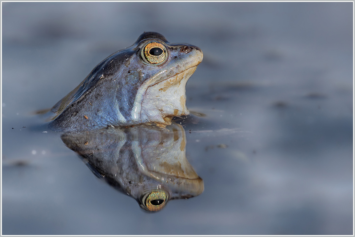 Hypseludoris infucata-15.jpg