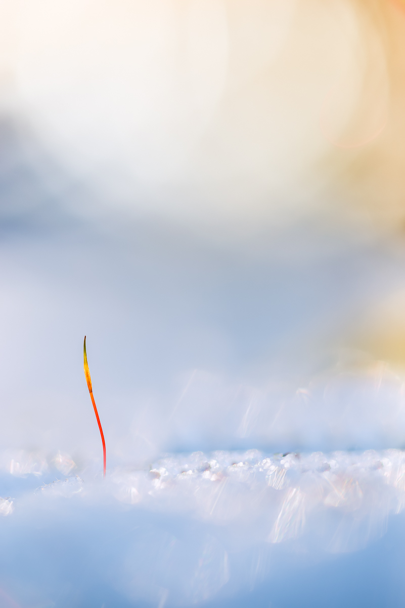 20150106-_DSC8788-klein.jpg
