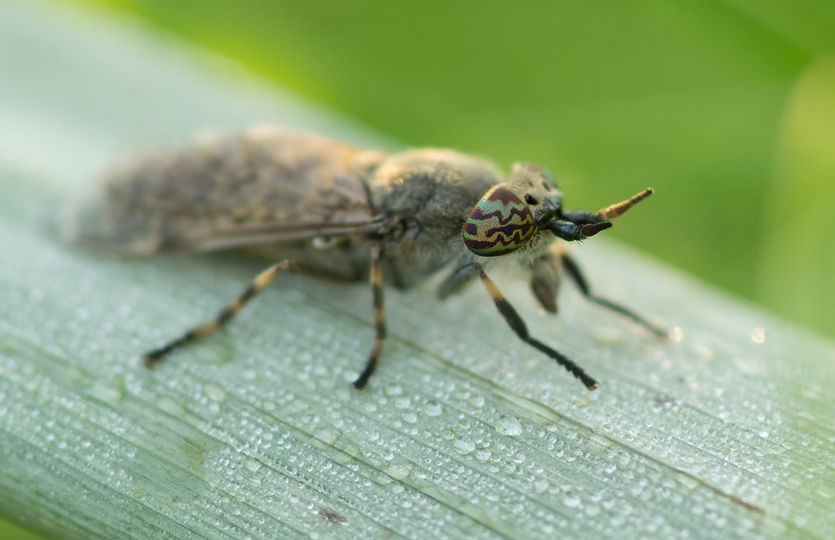 DSC09283.Regenbremse (Haematopota pluvialis).kl.jpg