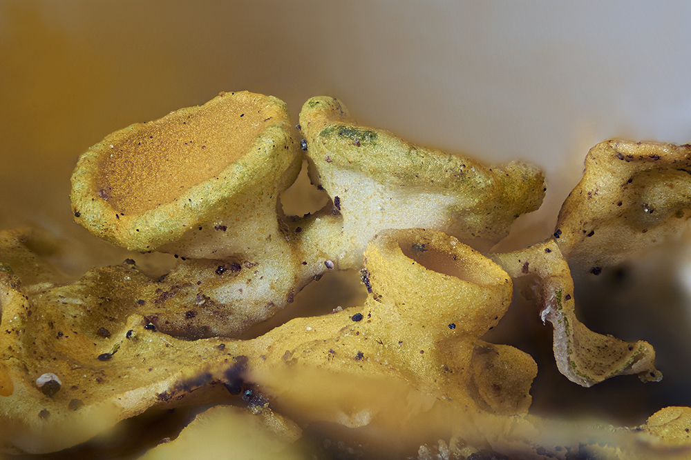 Flechte gereinigt und geschärft k.jpg