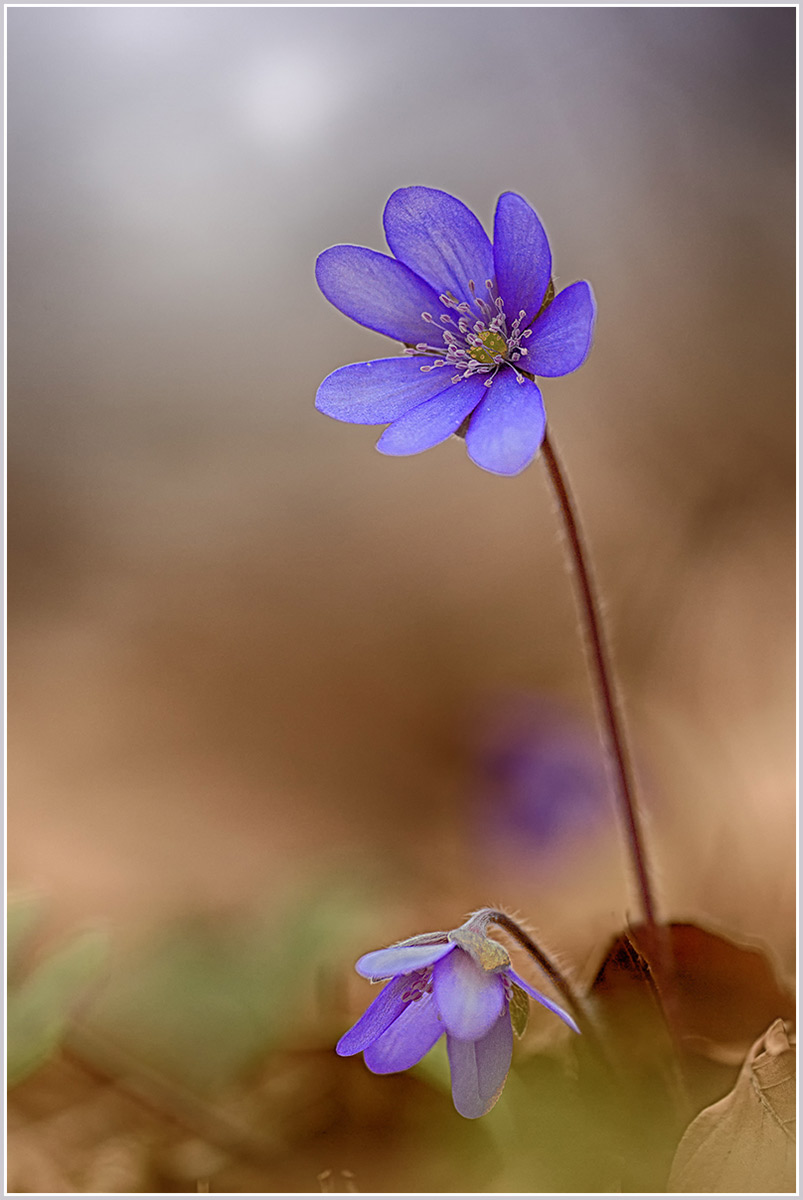 Leberblümchen-20140303-02.jpg