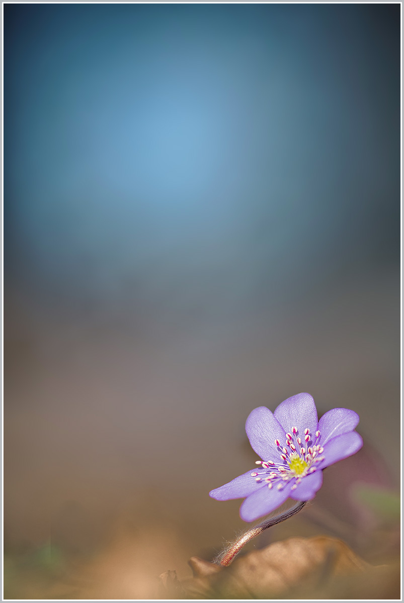 Leberblümchen-20140224-Nr.2.jpg