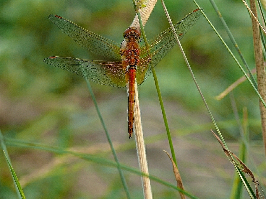 1 Sympetrum flaveolum  Gefleckte Heidelibelle, male (5).JPG