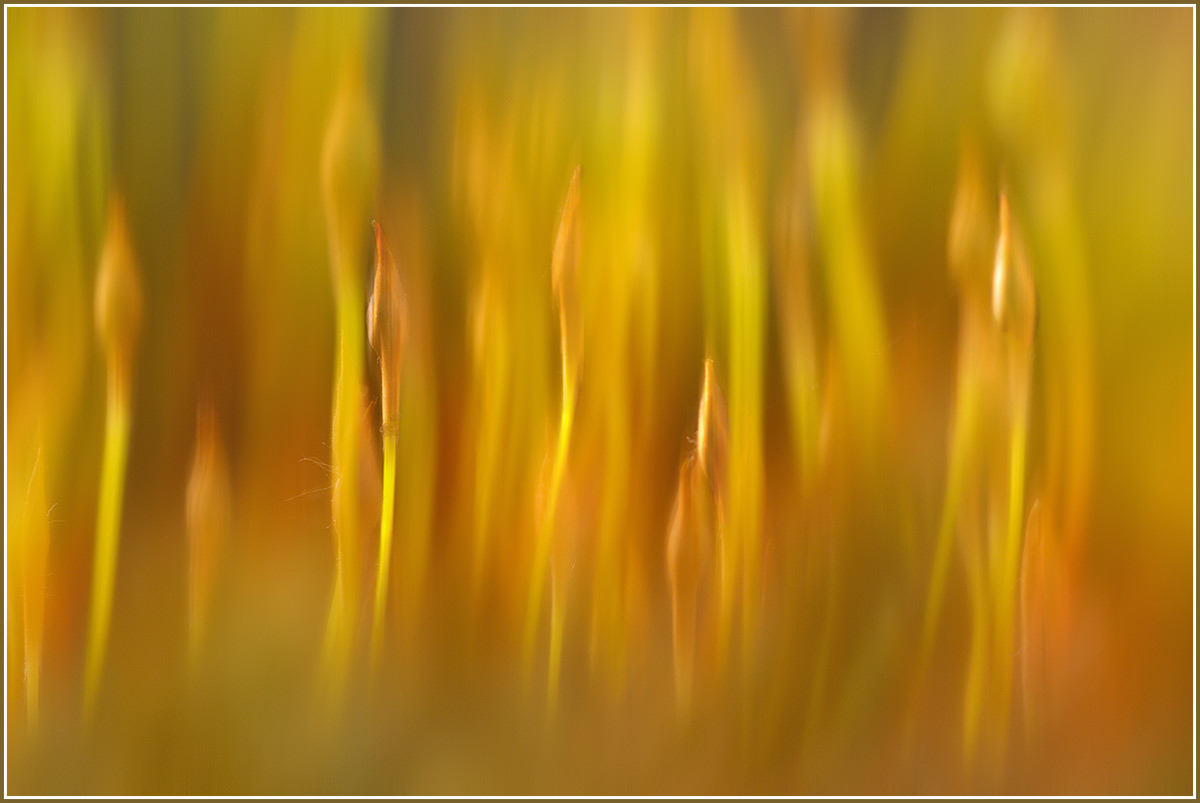 Goldhaarmoos-20140402-01.jpg