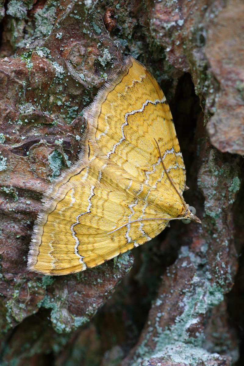 IV8A0073_800_2.jpg