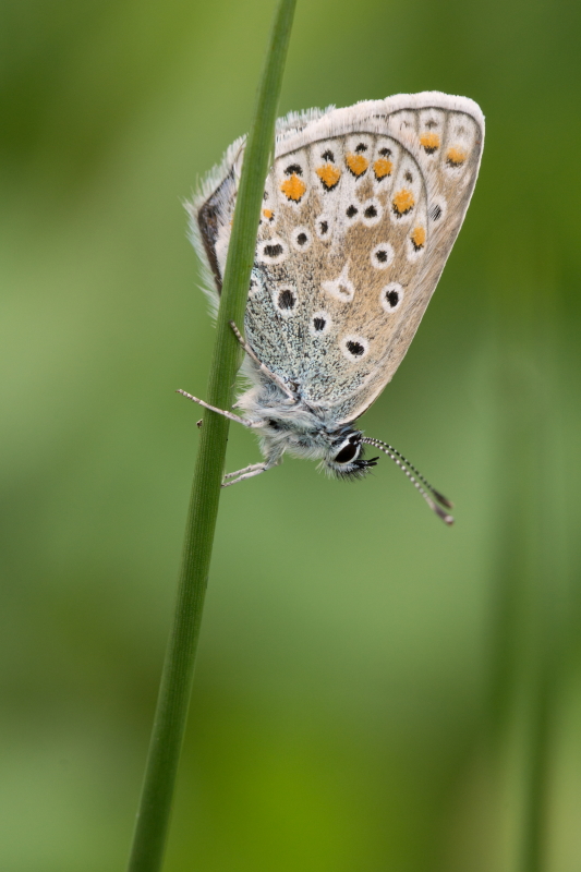 _DSC0495Bläuling seitlich0001.JPG