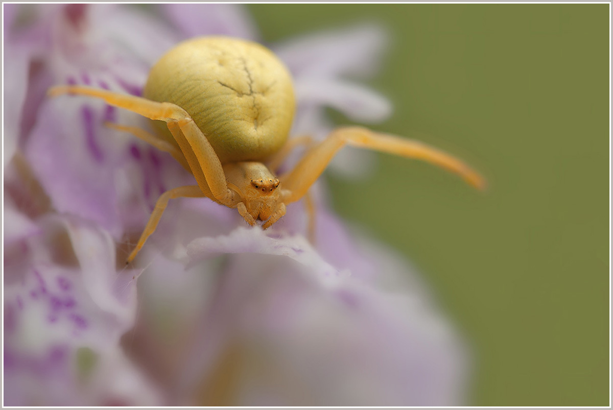 Krabbenspinne-20140601-09a.jpg