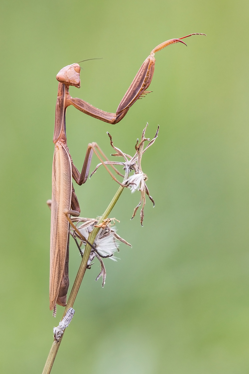 mantis-IMG_8816.jpg