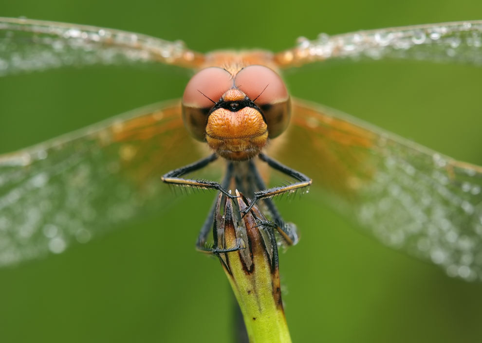 Sympetrum_flaveolum_m_IMG_1502.jpg