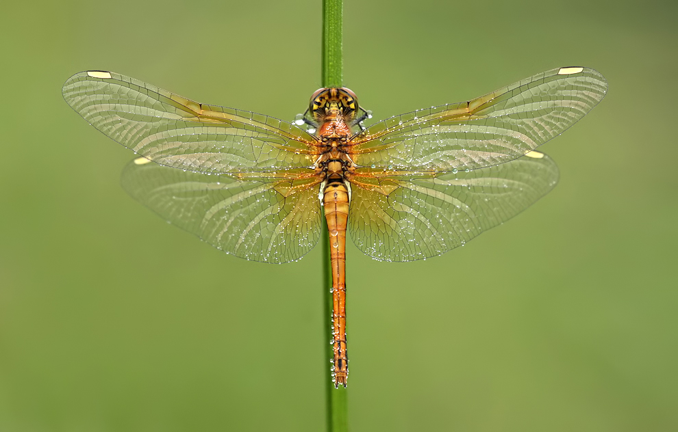 Sympetrum_flaveolum_w_IMG_1478c.jpg