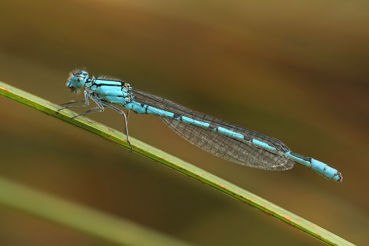 Enallagma cyathigerum_m_IMG_1968.jpg