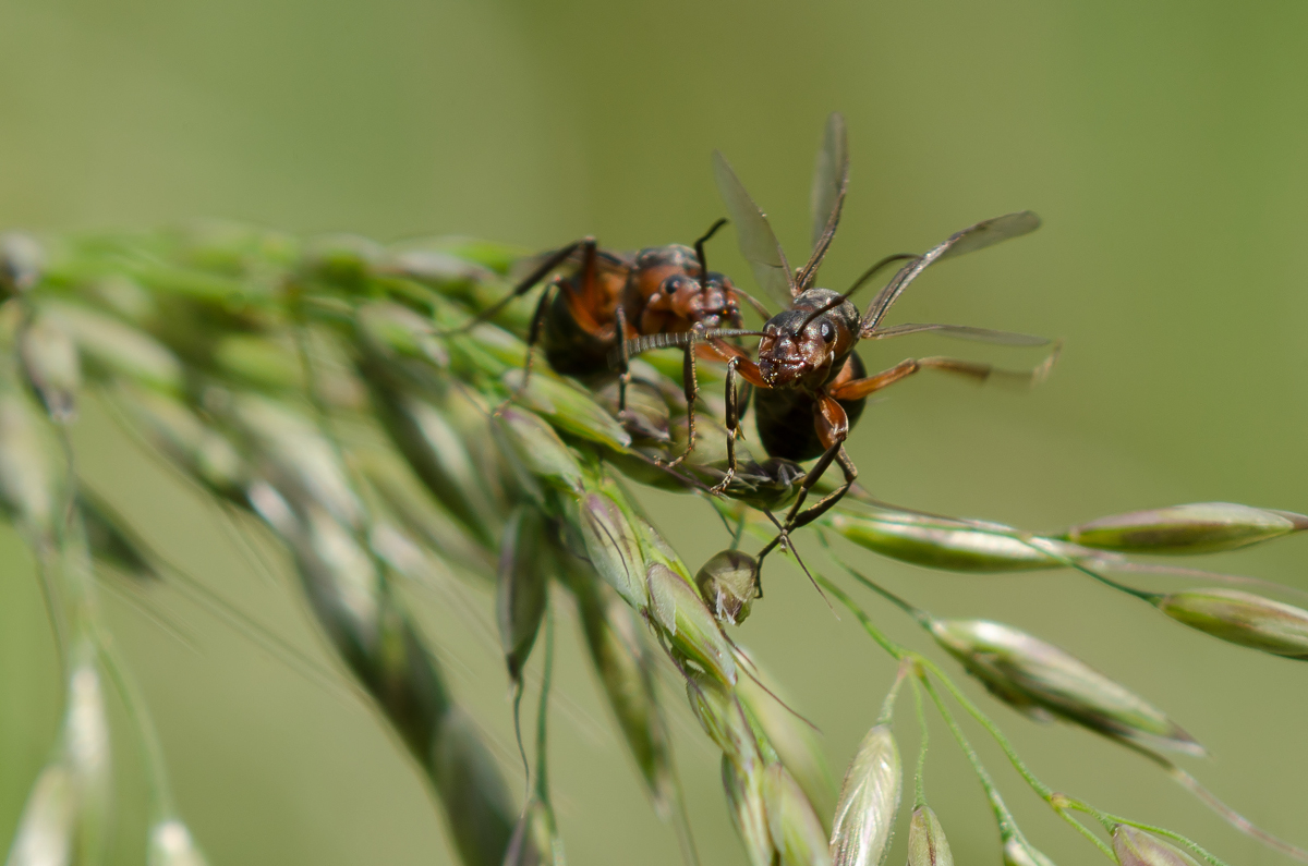 DSC_0251-1_filtered-1201.JPG