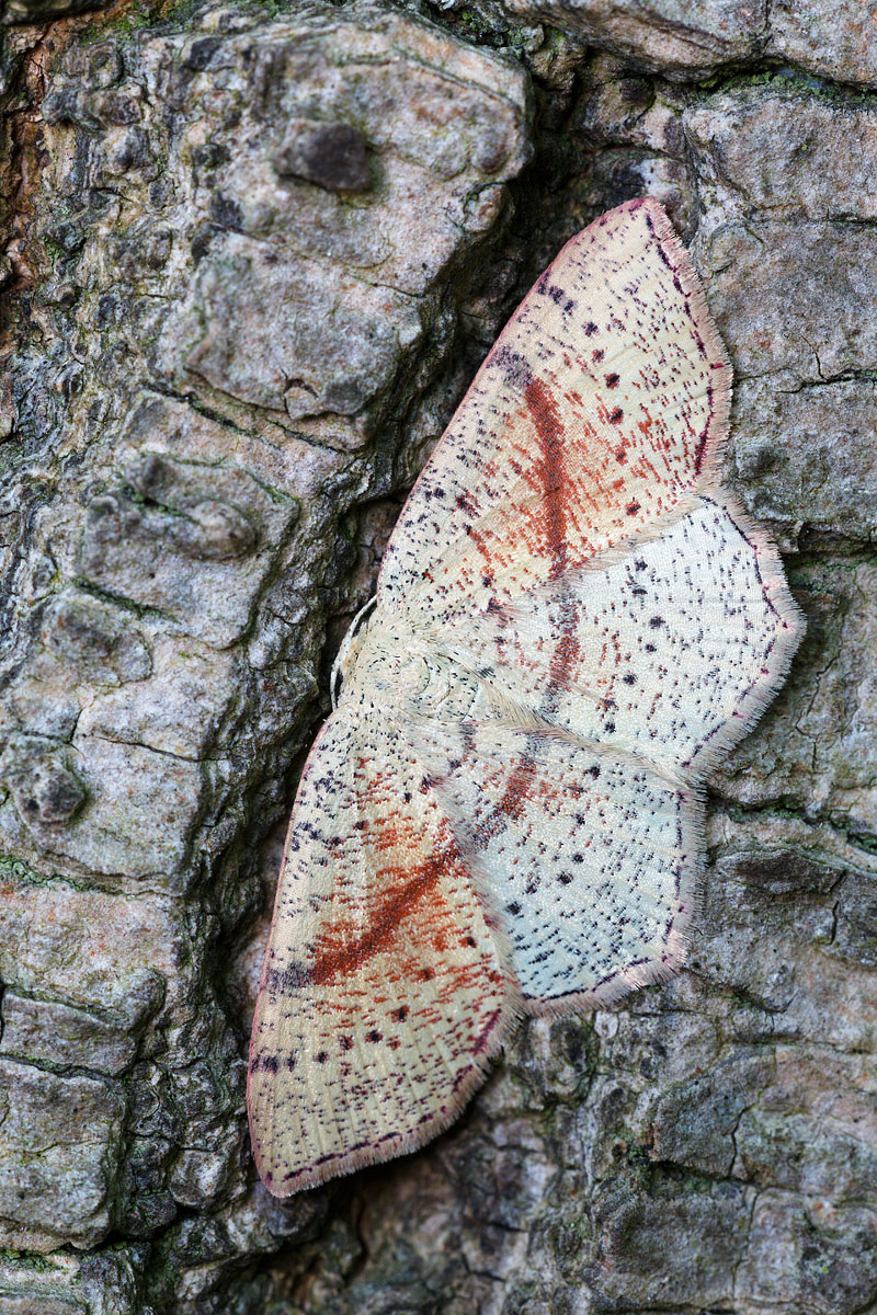 IV8A1229_800.jpg