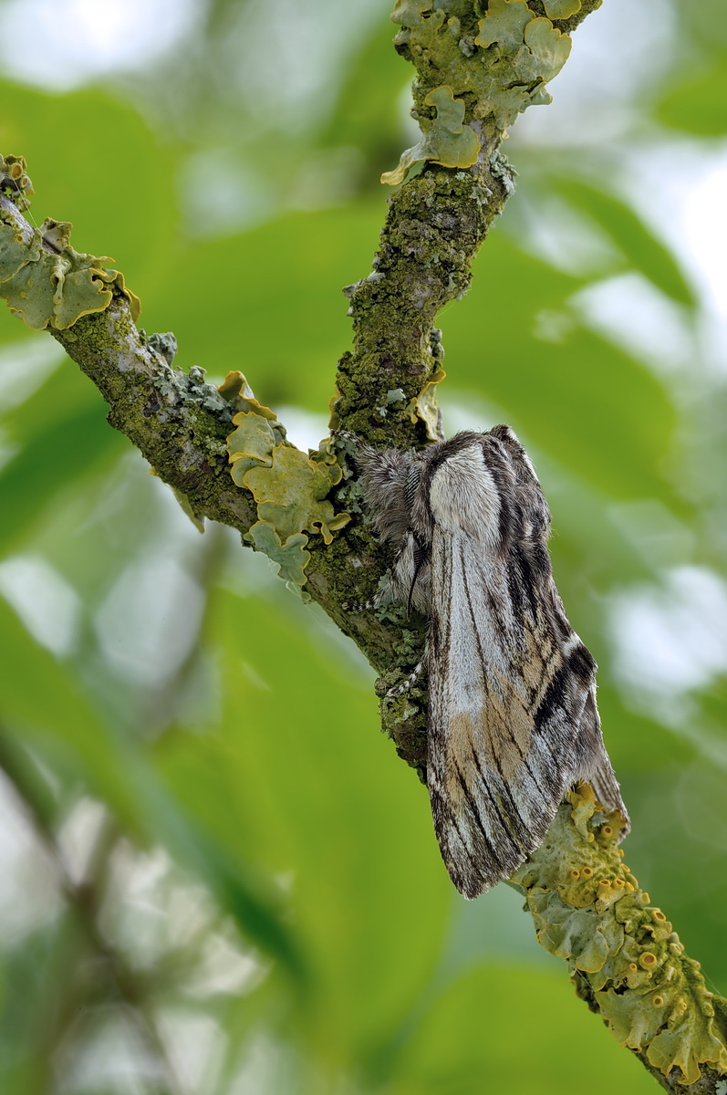 08760g_milhauseri_Harpyia_Pergamentspinner_2014-05-11_RLV.jpg