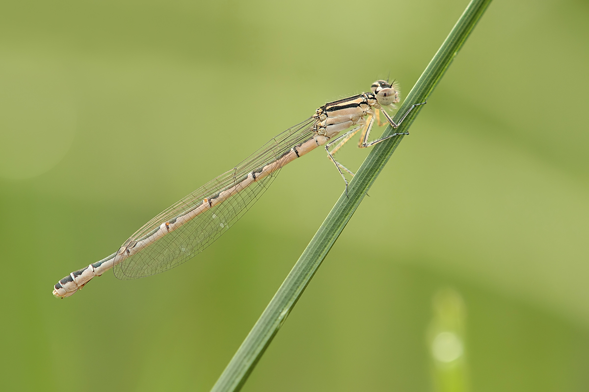 Enallagma cyathigerum_w_IMG_1791a.jpg