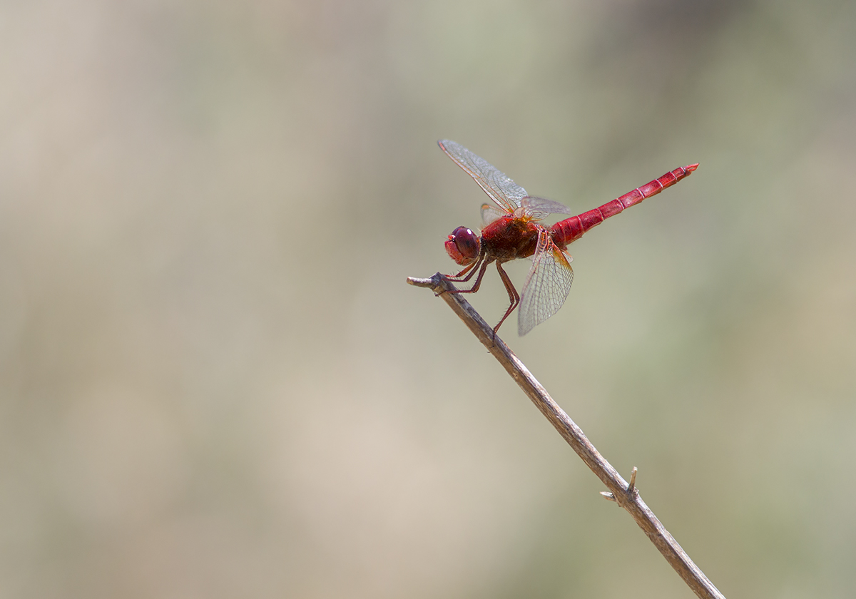 feuerlibelle1 klein.jpg