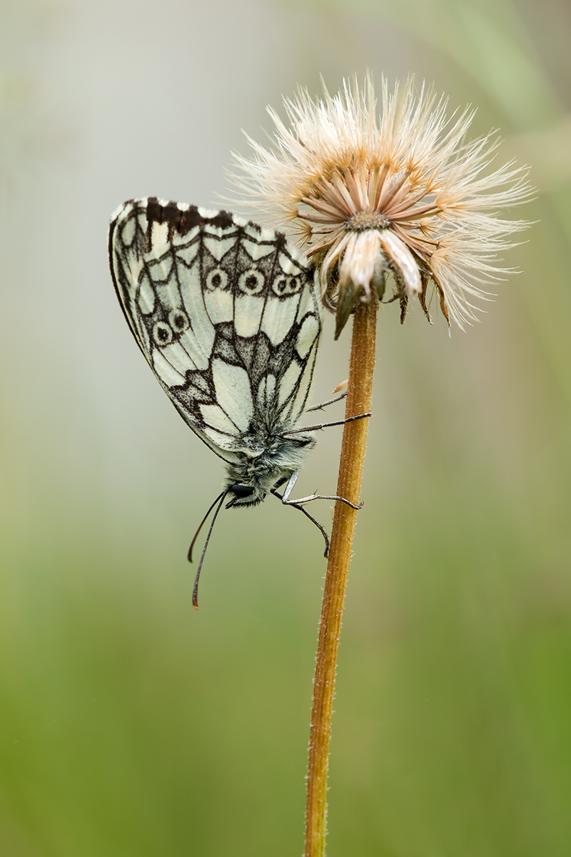Schachi Juli 2014_bearbeitet-2.jpg