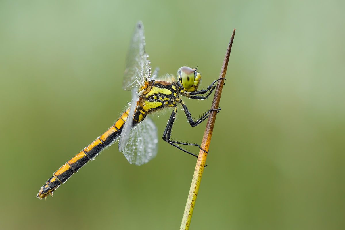 12.07.2011-moor 070.JPG
